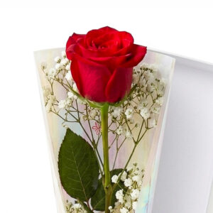 ROSA ARRUMADINHA PRA PRESENTE